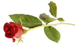 SAUNDERS, Lyle Dalway