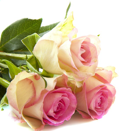 HAACK, June Lorraine