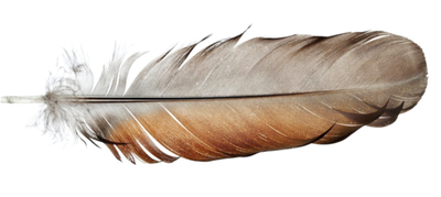 BELLATO (NÉE FORBES), Sandra