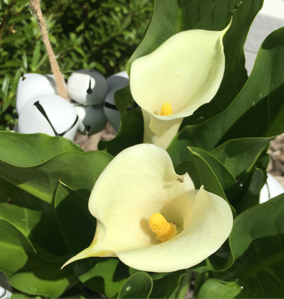 GIRARDI, Anna(Norma)