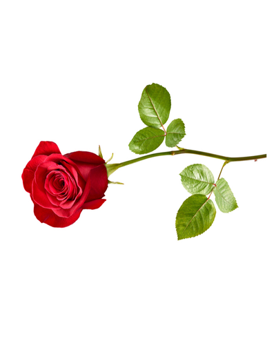 PROLLIUS, Margaret Veronica