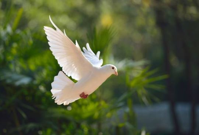 DEVANTIER, Glenys (Nan)