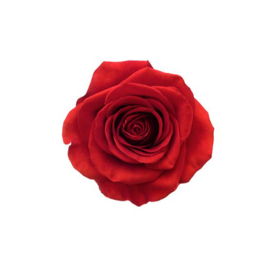 CODOTTO, Marsilio &amp; Cesarina