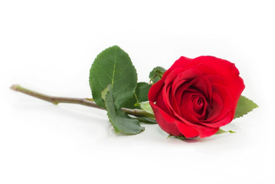 SLACK, Elizabeth (Liz)