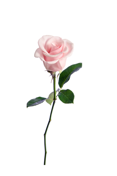 CHAMPNESS (NEE CROWE), Jillian Mary