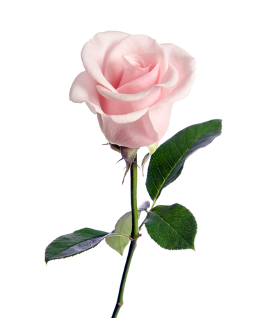 GRAY, Bebe Rorshanna