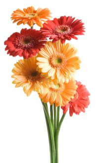 LANGFORD, Mary Elizabeth