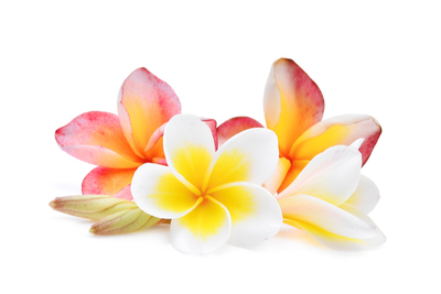 SKINNER, Marjorie Beryl (nee Crawford)