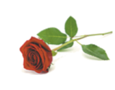 NICOLAI, John Patrick "Jack"