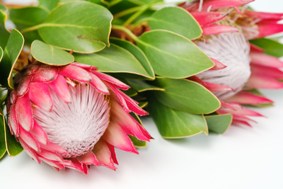 PINKEY, Brenda Blanche