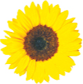 FELESINA, Josephine "Josie"