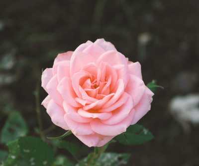 LONG, Francis Anne OAM