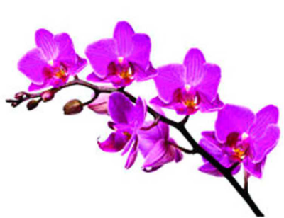 NORRIS, Gail Lynette