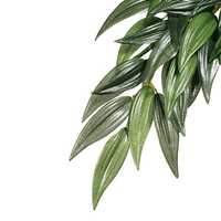 Exo Terra Forest Plant Ruscus Small Pet: Reptile Category: Reptile &amp; Amphibian Supplies  Size: 0kg...