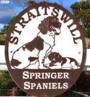 Straitswill Springer Spaniels has mixed sex 7 week old pups available.Had 1st vaccinations. Excellent...