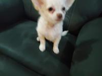 Very small , very friendly male pup. Loves affection. Mostly white with small light tan spot &amp;...