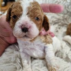 2ND GEN TOY CAVOODLE PUPPIES