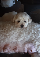 
	2 litters of Bichon Frise puppies available now. Near Lake Moogerah 1 hour south of Ipswich. M &amp;...