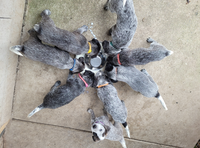 Great Working Dog, good all round faithful breed, happy bunch of blue pups, 2 x females with stumps, 2...