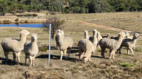 Male alpacas for sale, ranging in age from 2 - 7 years for $440 (inc GST). Good as herd guards, lawn...