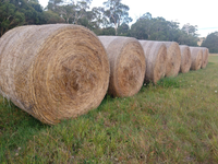 4x4 round bales - cut January 2024. 80 bales on total - prefer to clear as one lot. Will load. Annual...