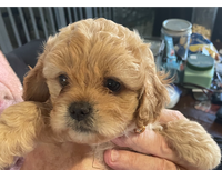 1 Black Male / 2 Ginger Female Cavoodle Puppies - ready for new homes - contact Greg 0400831590