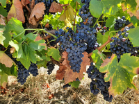 Wine GrapesGrenacheMclaren Vale RegionDry Grown in Sand$1.50 per kg picked $1.20 per kg pick your...
