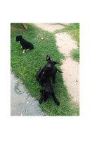 Male kelpie puppies, black/white black/tan. Parents dna health tested, no family history of medical...