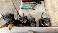 10 purebred Doberman puppies looking for there forever home, 5 boys &amp; 5 girls, microchipped...