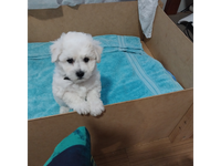 I have 3 gorgeous female bichon Frise puppies for sale. They are microchipped, vaccinated, wormed and...