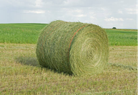 Rye, Clover, Pasture10005x4 $90 p/Bale4x4 $70 p/Bale4x4 Sileage $88 p/BaleSmall. squares Clover $14...