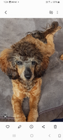 
	Stunning 3 year old SABLE miniature poodle available for stud service.


	DNA TESTED AND CLEARED...