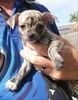 Purebred smooth coat chihuahua puppies. One brindle female and 2 fawny and cream males.