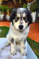 2x Maremma x border collie pups1 male with black face1 female all whiteBoth are vaccinated, wormed...