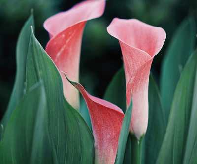 GOODING, Joyce (nee Herse)