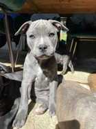 ENGLISH STAFFIES FOR SALE