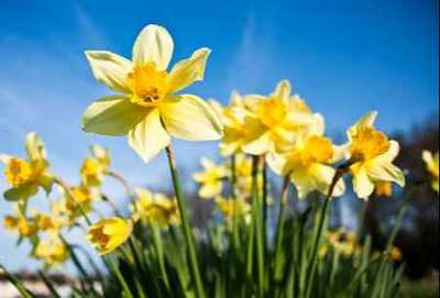 COUPER, Iris Dorothy