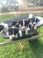 5 working Border Collie puppies, 4 males &amp; 1 female. Bred from trialling lines, black &amp; white...