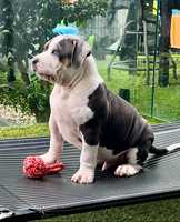 Purebred American Xl Bully pups are ready to go to their forever homes. They’re registered with the...