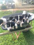 BORDER COLLIE PUPPIES