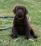 PUREBRED LABRADOR PUPPIES