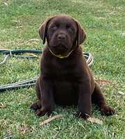 We have 6 purebred Labradors pups for sale 1 chocolate and 5 black puppies will be wormed every 2 weeks...