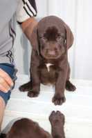 5 Labrador puppies are looking for their new homes.  2 Chocolate girls, 1 Chocolate boy and 2 Black...