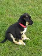 MALE & FEMALE ROBUST BORDERCOLLIE X KELPI PUPS  NEED HOMES