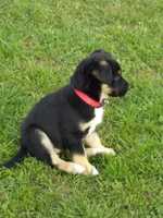 BORDERCOLLIE X KELPIE PUPS9 Weeks oldBlack &amp; White1 Male 4 FemaleMicrochippedVaccinated Vet...