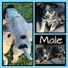 AUSTRALIAN CATTLE DOG (BLUE HEELER / RED HEELER) PUPS FOR SALE