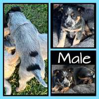 Australian Cattle Dog pups for sale. $800 each1 blue female &amp; 2 males - 1 blue &amp; 1 red.Born:...