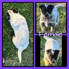 AUSTRALIAN CATTLE DOG (BLUE HEELER) PUP FOR SALE