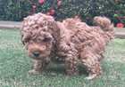 PUREBRED TOY POODLE PUPPIES