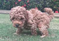 Toy Poodle puppies, 2 red males and 1 apricot male available.Both parents have a loving nature and are...